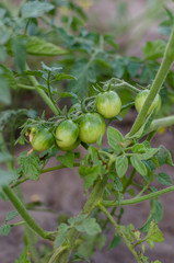 Unripe green tomatoes growing on the garden. green tomato cherry