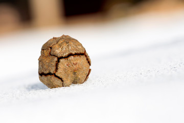 The cypress cone on top of the snow.