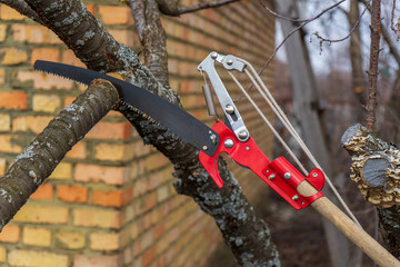 Garden saw for cutting branches of cherry bush overgrown with lichen. Pruning of fruit trees with...