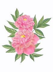 Digital hand draw and paint of booming Peony flower and green leaves. Isolated image.