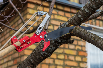 Garden saw for cutting branches of cherry bush overgrown with lichen. Pruning of fruit trees with...