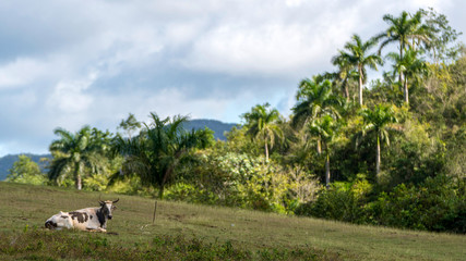 Fototapeta na wymiar a lying cow on a meadow with palm trees and the vinales mountains in the background, landscape, cuba 