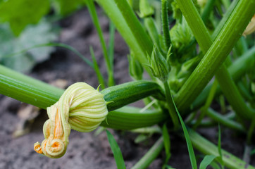 closeup of a green courgette marrow squash plant with fruits growing in a garden 