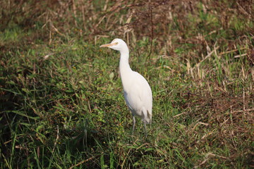 great white egret on blue sky background