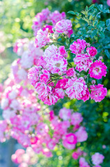 little roses in the garden. Pink roses. Floral background. Close-up. 