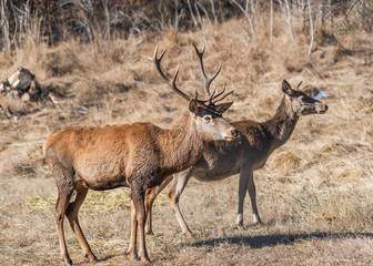 Naklejka na ściany i meble A male and female red deer