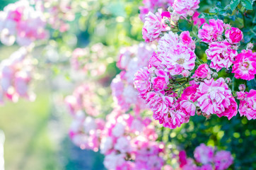 little roses in the garden. Pink roses. Floral background. Close-up. 