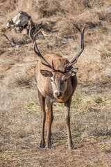 Male red deer front side