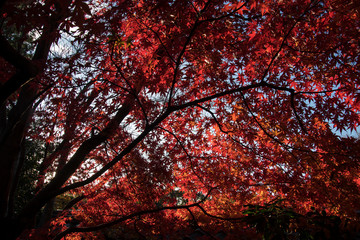 Maple leaves on tree with sunlight in autumn season