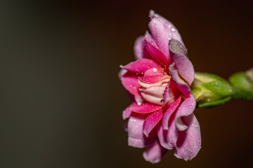 Fototapeta premium Beautiful flower blossoming. Macro closeup. Artistic elegance, fragile serenity.