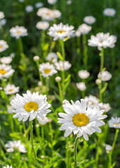 Obraz premium Field of camomiles at sunny day at nature. Camomile daisy flowers, field flowers, chamomile flowers, Summer. Sunshine