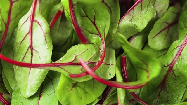 Fresh chard leaves fall in a plate, slow motion.