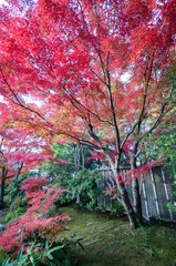 Koko-en Garden in autumn at Himeji, Hyogo Prefecture