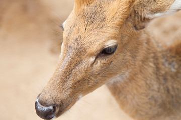 Red dappled deer