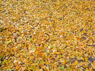 autumn background from a glade of yellow fallen leaves