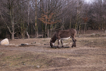 Fototapeta premium Beautiful grey donkey in the zoo