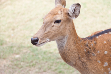 Red dappled deer
