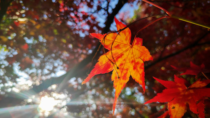 Red maple leaves in colorful autumn season