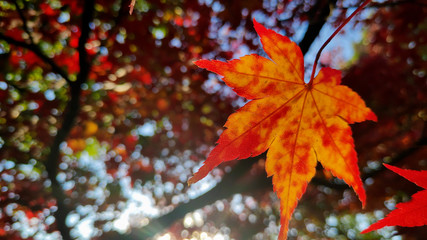 Naklejka na ściany i meble Red maple leaves in colorful autumn season