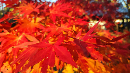 Red maple leaves in colorful autumn season