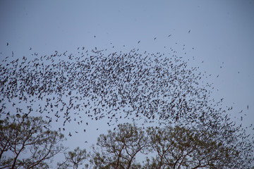Mass flight of bats