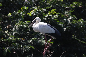 great blue heron in the everglades