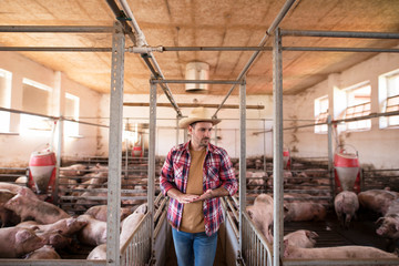 Farm worker walking by pig cages. Farmer observing cattle. Farming and meat production. © littlewolf1989
