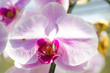 Naklejka na ściany i meble Very beautiful orchids