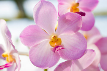 Fototapeta na wymiar Very beautiful orchids