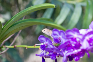 Very beautiful orchids