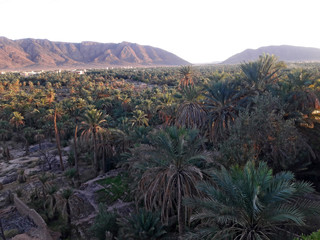 Fototapeta na wymiar Different views from above of the palm tress valley in the oasis of Figuig in the East of Morocco