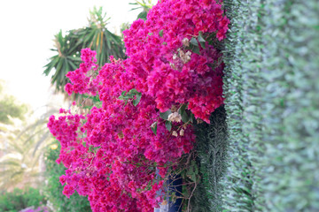 Bougainvillea in bloom in spring. Spanish flowerscape.