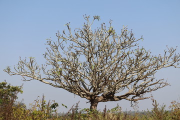 tree and blue sky