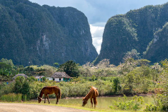 two brown eating horses in the front with old cuban houses, a lake and the vinales mountains in the background, landscape, cuba	