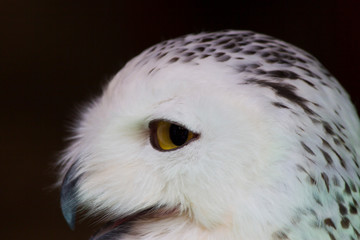 The owl is scary beautiful