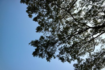 tree against blue sky