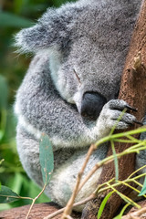 Koala sleeping in eucalyptus tree in Australia