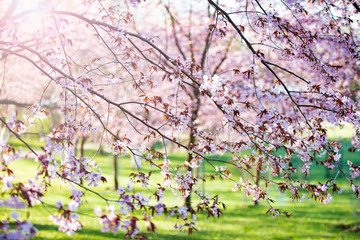 Fototapety  Piękny park miejski z kwitnącymi wiśniami. Gałęzie z różowymi kwiatami w słoneczny dzień. Helsinki, Finlandia