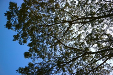 tree and sky