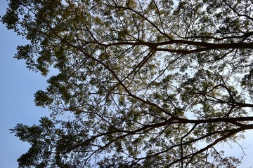 branches of a tree