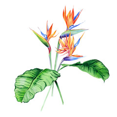 Watercolor bouquets with tropical plants, leaves and strelitzia flowers. Great for valentines, wedding invites, hawaii birthday and beach party