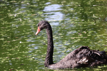 Obraz premium swan on the lake