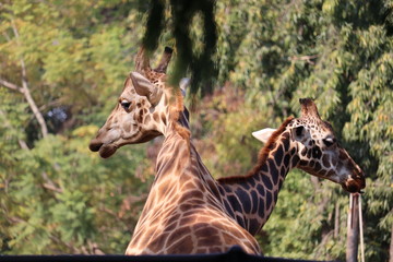 giraffe in the zoo