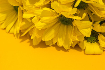 Yellow chrysanthemum bouquet on yellow background
