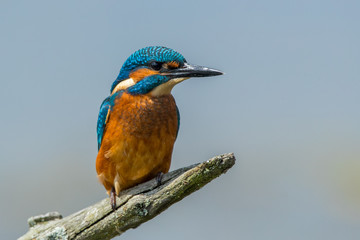 Kingfisher on Perch
