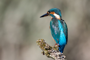 Kingfisher on Fishing Stick