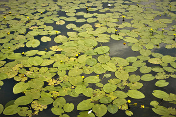 blooming water lilies with green leaves floating in the pond