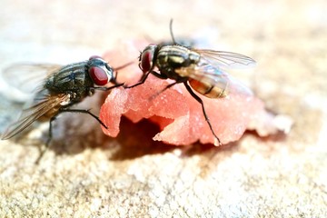 fly on a white background