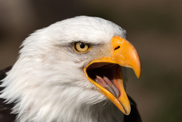 Bald Eagle with wide beak and tongue showing