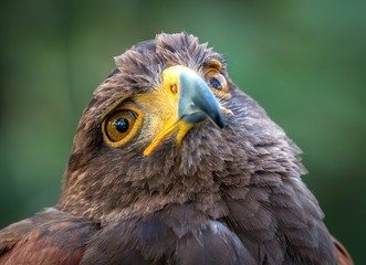 Suspicious Golden Eagle Portrait